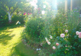 Ogród o świcie III