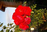 Róża czerwona płożąca