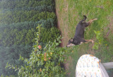 Mój pies Czarek przy jabłoni