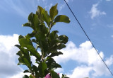 Magnolia - kolejne kwitnienie