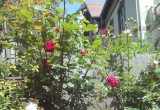 Róże te kwitną całe lato, to piękna karminowa "Erna Harkness",poniżej "Ola",obok "Quen of England" wszystkie pachnące oczywiście pięknie