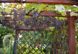 Altankę, którą zbudował mój mąż porasta winorośl, która jesienią daje pyszne owoce.