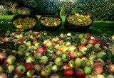 Zbiory jabłek z 60-cio letnich jabłoni