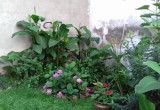 lipcowy ogród 2