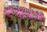 balkon na różowo
