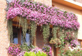 Balkon w kwiatach
