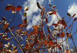 Liście aronii jesienią