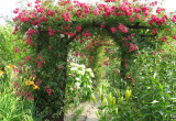 Tunel z pnących róż
