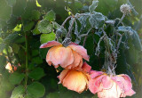 Róża Westerland