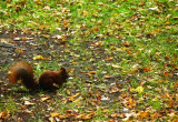 Wiewiórka częstym gościem w ogrodzie