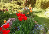 tulipany wśród niezapominajek