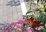 Budleja, motylu krzew