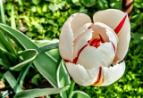 Biało- czerwony tulipan