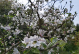 Kwiaty kwitnącej jabłonki