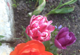Piękne kolory tulipanów