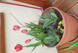 Tulipany, goździki i młody milin na tarasie
