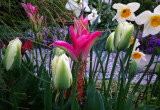 tulipany i nie tylko