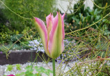 tulipany ...
