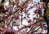 Świetlista magnolia