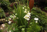 Białe gladiole