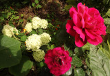 Róże i hortensja