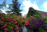 Altanka i pnące róże, clematisy i bluszcz porastający altankę
