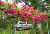 Nasze auto za bujnymi różami pnącymi