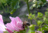 Pszczółka na ślazówce - mile widziany gość na ogródku