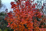 Jesień purpurowa-  perukowiec "Grace"