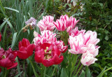 Rabata tulipanowa