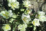 Tulipanki tylko w białym kolorze