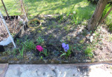 Hiacynty, tulipany i róże