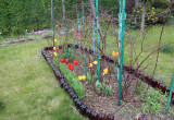 Malinojeżyny i tulipany