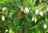 motyl na kwitnącej borówce