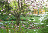 przedogódek z magnolią na pierwszym planie