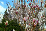 Magnolia "Lennei" i wiśnia "Brillant"