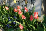 Urok tulipanów