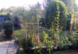 Ogród jesienią