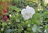 Biała róża.