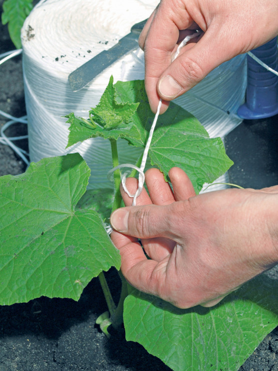 Aby zapewnić ogórkom pionowy wzrost, niezbędne jest użycie sznurka, delikatnie 
podwiązanego u podstawy łodyg