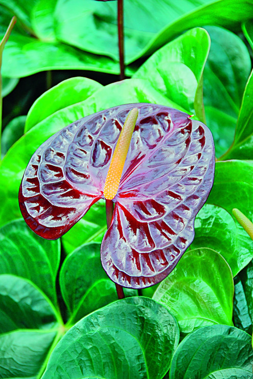 Anturium ‘Morano’ przykuwa uwagę czekoladową barwą kwiatostanów