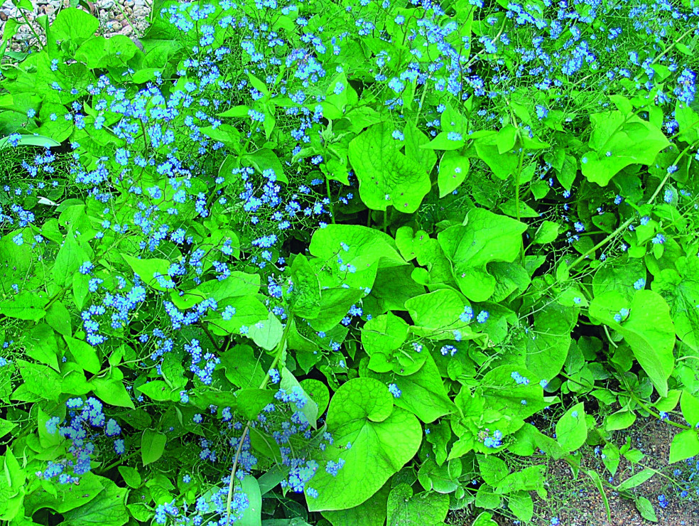 Brunnera wielkolistna ma podobne do niezapominajek niebieskie kwiaty. Rozwija się w maju