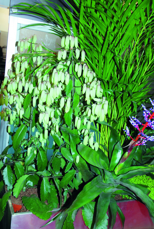 Bryophyllum Pinnatum tworzy okazałe kwiatostany z rurkowatych białozielonych kwiatów