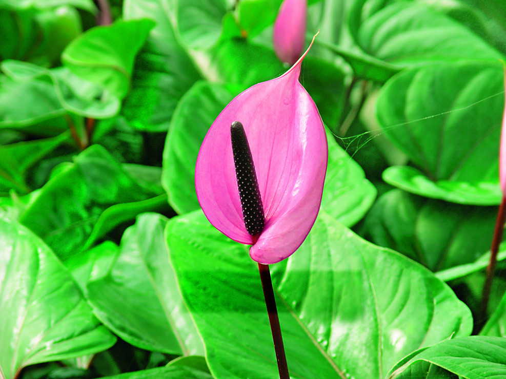 Ciemnofioletowe kolby 'Previi' stanowią piękne tło dla ciemnopurpurowej pochwy kwiatostanowej