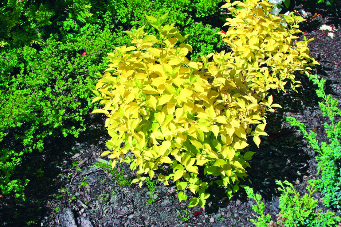Doskonała odmiana ‘aureus’ o żółtych liściach jaśminowca wonnego