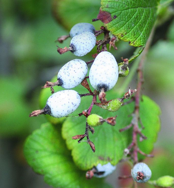 Drobne owoce pokryte są niebieskawobiałym woskowym nalotem