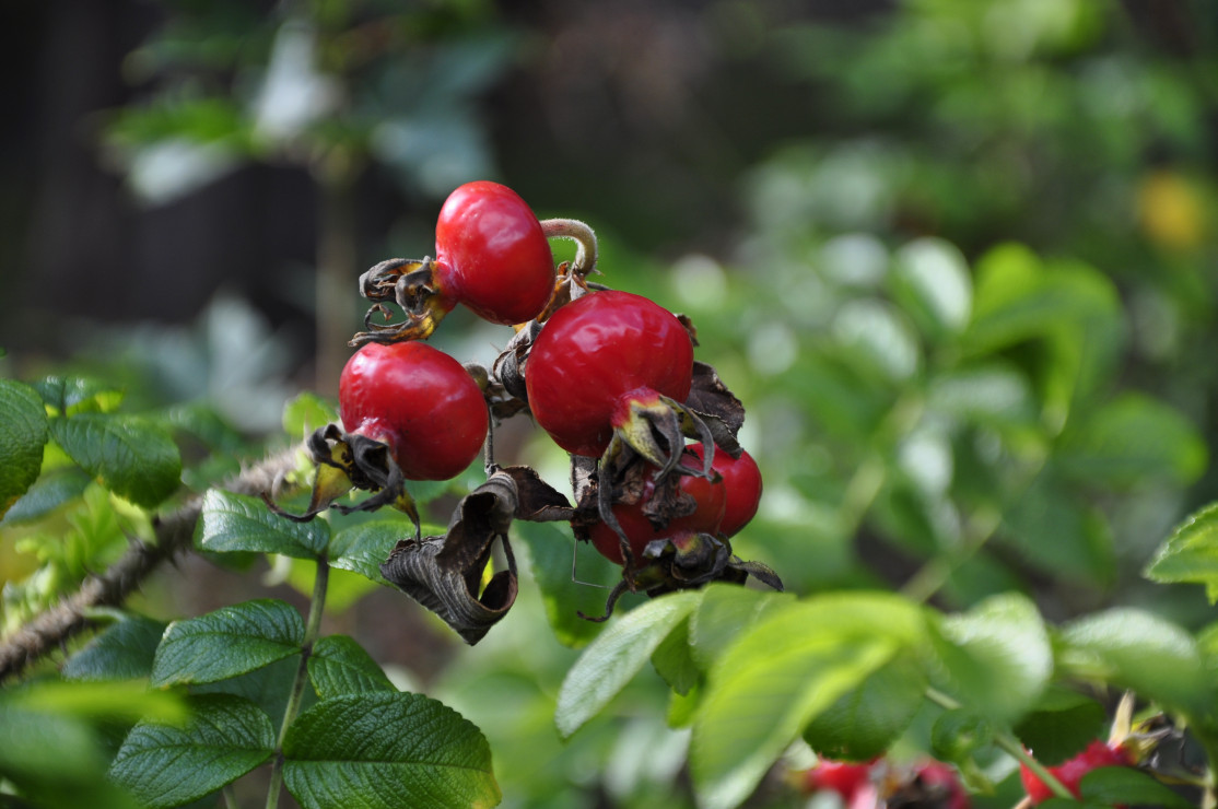 Dzika róża