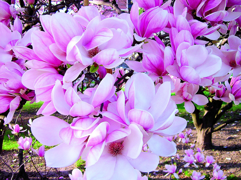 Efektowne, bardzo okazałe kwiaty magnolii odmiany ‘aleksandrina’