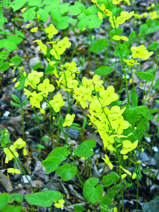 Epimedium pstre kwitnie na żółto. Pod koronami drzew tworzy rozległe, niezbyt gęste łany