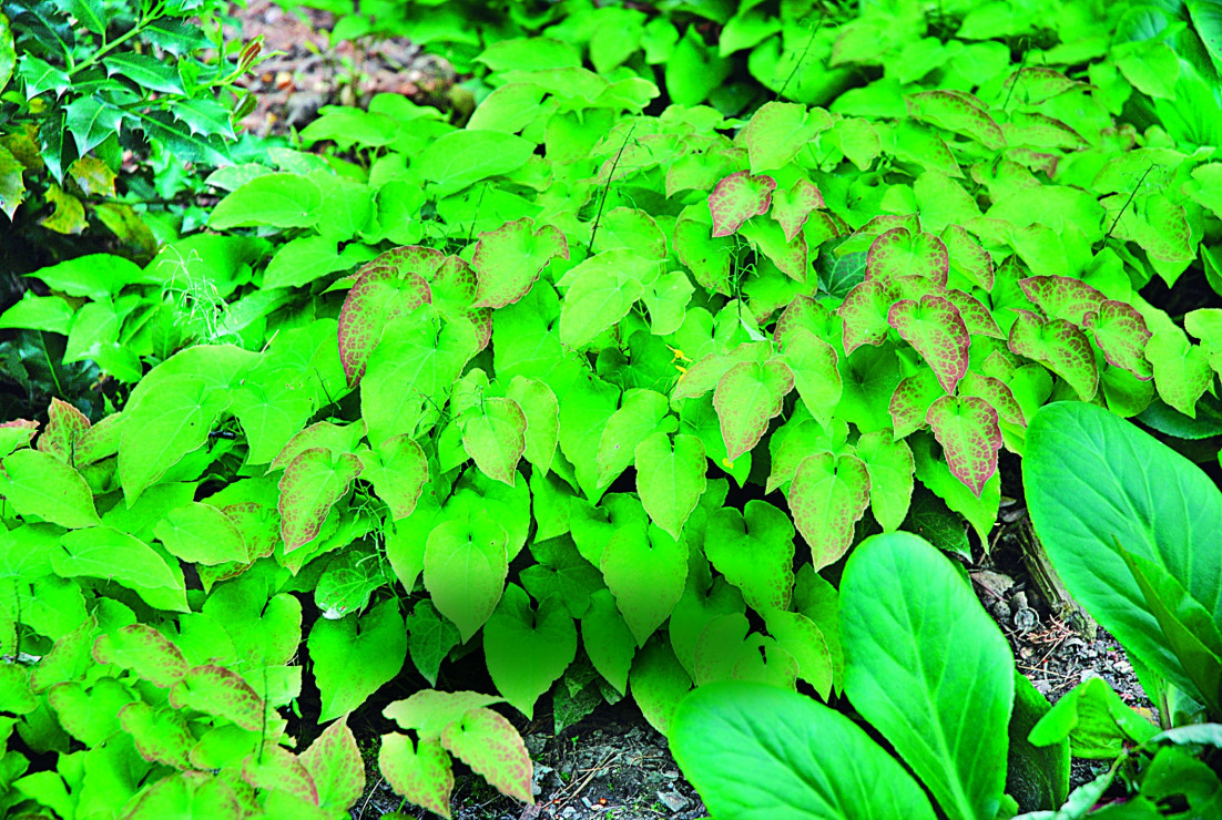 Epimedium pstre - wiosną ma liście czerwone, które później zielenieją. Lubi wilgotne podłoże